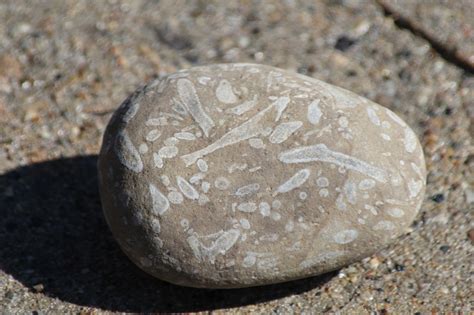 rocks that look like fossils.